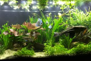 My Aquarium on Jan 9, 2018