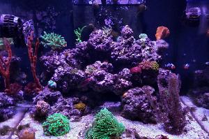 Mixed Reef Thumbnail