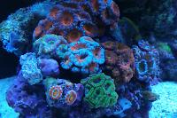 2901reef on Jan 10, 2018