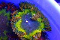 Rock Flower Anemone Thumbnail