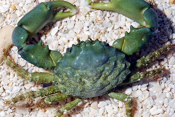 Emerald Crab