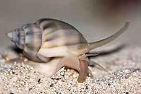 Nassarius Sand Snail Thumbnail