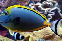 Naso Tang Thumbnail