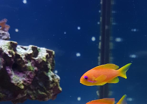 Lyretail Anthias