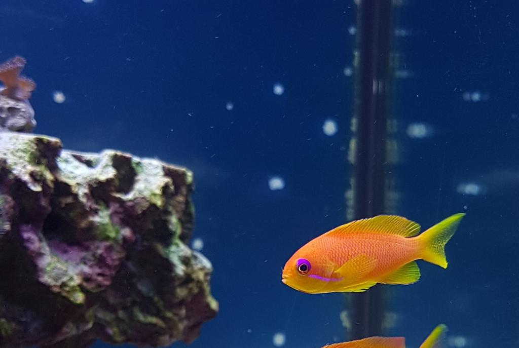 Lyretail Anthias