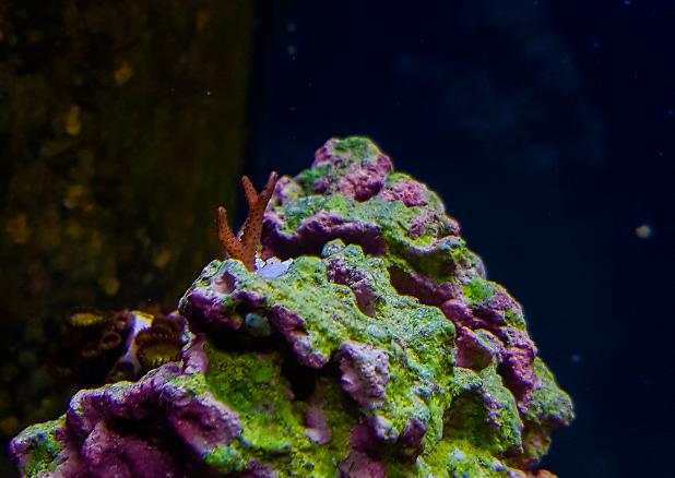 Birdsnest Coral