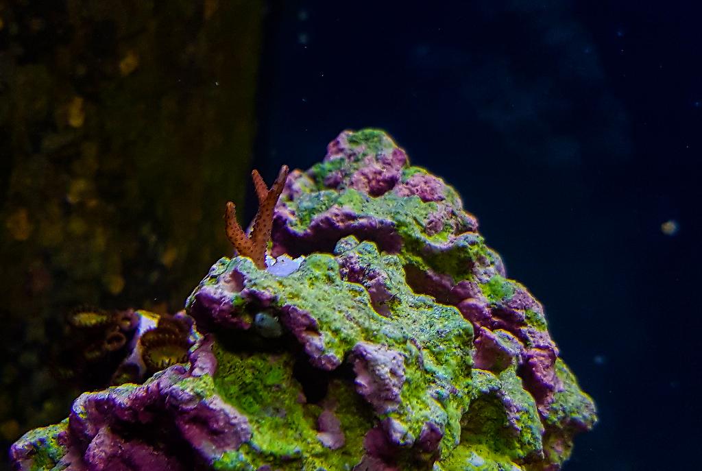 Birdsnest Coral