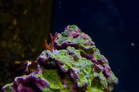 Birdsnest Coral Thumbnail