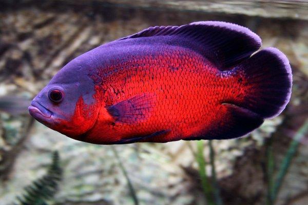 Red Oscar / Astronotus ocellatus var Red 11