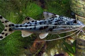 Pictus Catfish Thumbnail