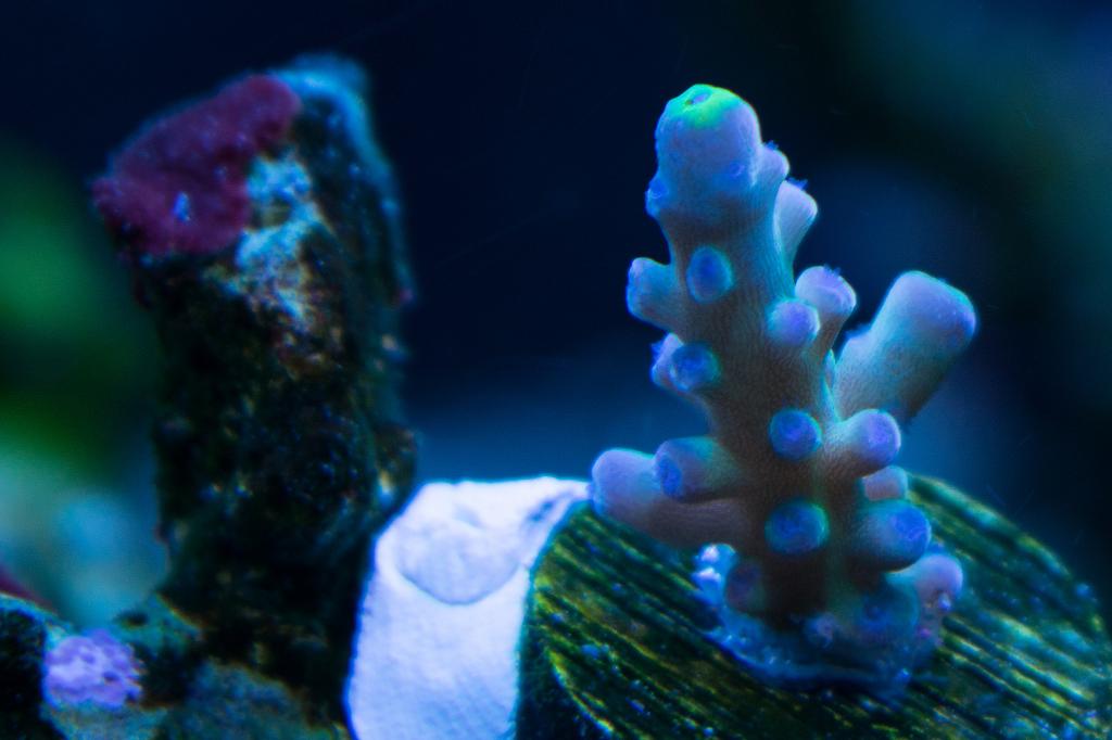 Staghorn Acropora / Acropora austera 133