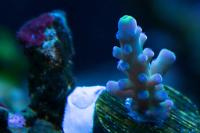 Acropora austera Thumbnail