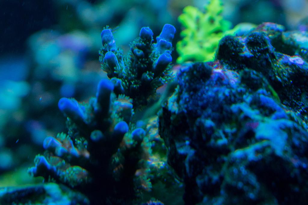 Acropora Borealis / Acropora borealis 9