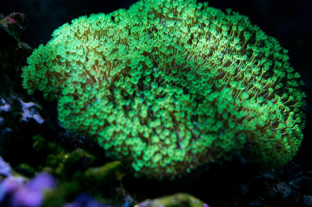 Yellow Fiji Leather Coral / Sarcophyton elegans 57