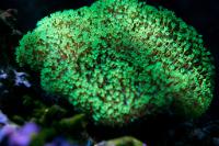 Yellow Fiji Leather Coral Thumbnail