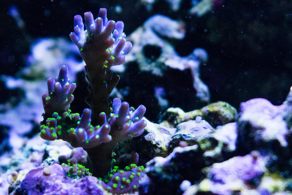 Purple Garf Bonsia Coral / Acropora nana 104