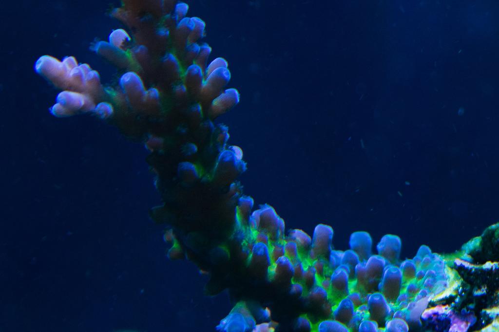 Tort Coral / Acropora tortuosa 243