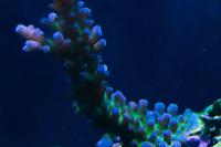 Cali Tort Coral Thumbnail