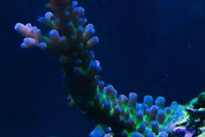 Tort Coral Thumbnail