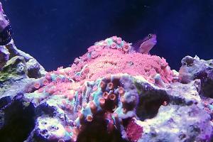 Tail Spot Blenny Thumbnail