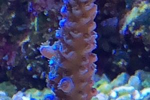 Acropora Tenuis Thumbnail