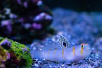 Randall?s goby Thumbnail