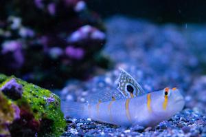 Orange Stripe Prawn Goby Thumbnail