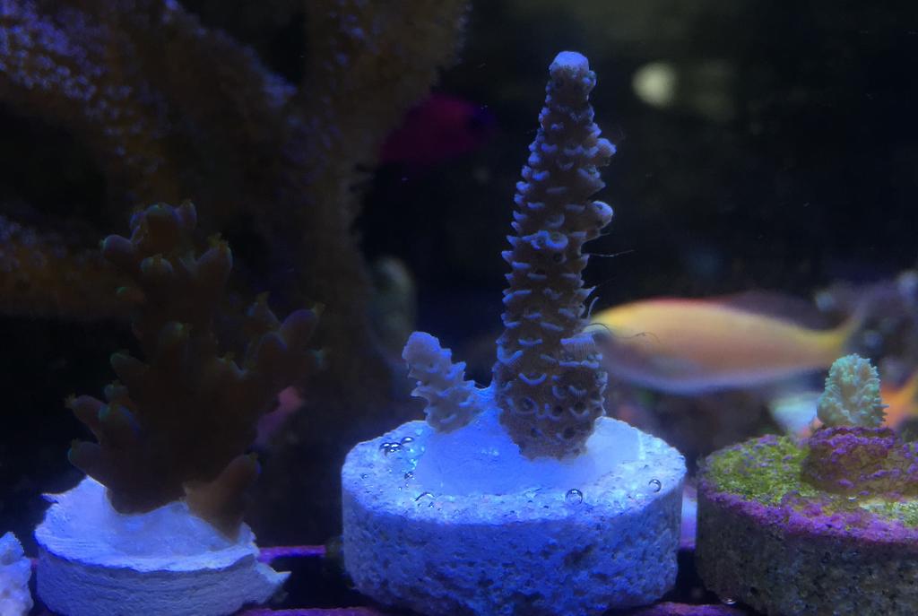 Acropora (ASD Smurf)