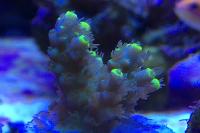 Acropora Toxic Lime Thumbnail