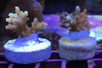 Acropora Bali Cake Thumbnail