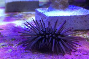 Rock-Boring Urchin Pink Thumbnail