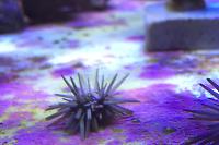 Rock-Boring Urchin Brown Thumbnail