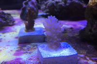 Pocillopora Warty Cauliflower (Pink)