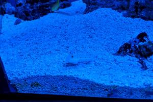 Diamond Watchman Goby