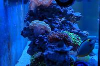 170 Gallon Reef on January 15, 2018