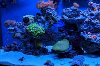 170 Gallon Reef on January 15, 2018