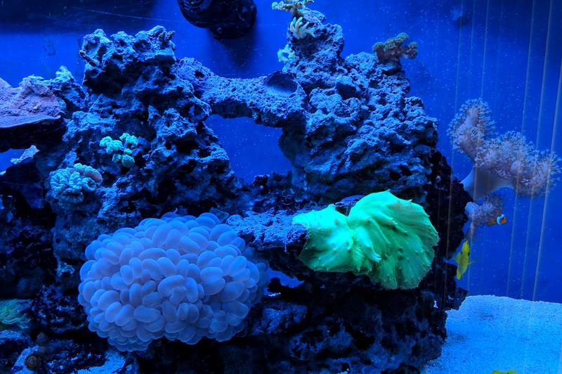 170 Gallon Reef Thumbnail