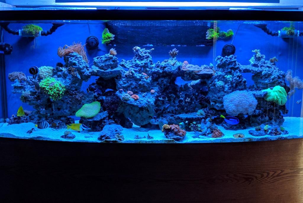 170 Gallon Reef on January 15, 2018