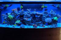 170 Gallon Reef on January 15, 2018