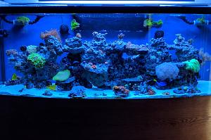 170 Gallon Reef on January 15, 2018