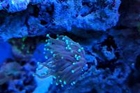 Black w Green Tips Torch Coral Thumbnail