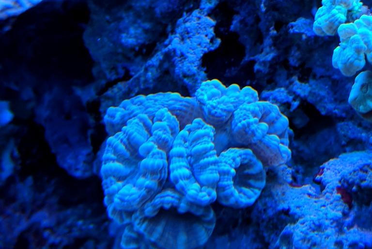 Blue Candy Cane Coral