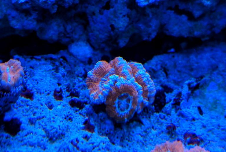 Blue Edges Acan Brain Coral