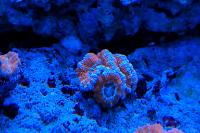 Blue Edges Acan Brain Coral Thumbnail