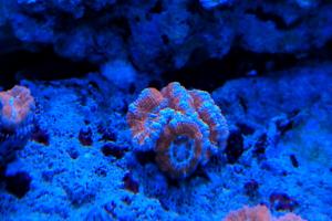 Blue Edges Acan Brain Coral