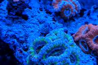 Blue and Purple Acan Coral Thumbnail