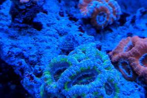 Blue and Purple Acan Coral