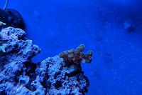 Frank the Tank Bud Bombers Stylophora Coral Thumbnail