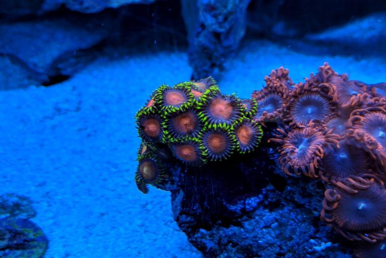 Galaxy Zoanthid