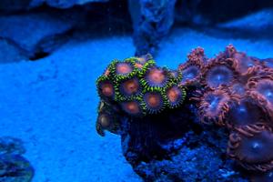 Galaxy Zoanthid